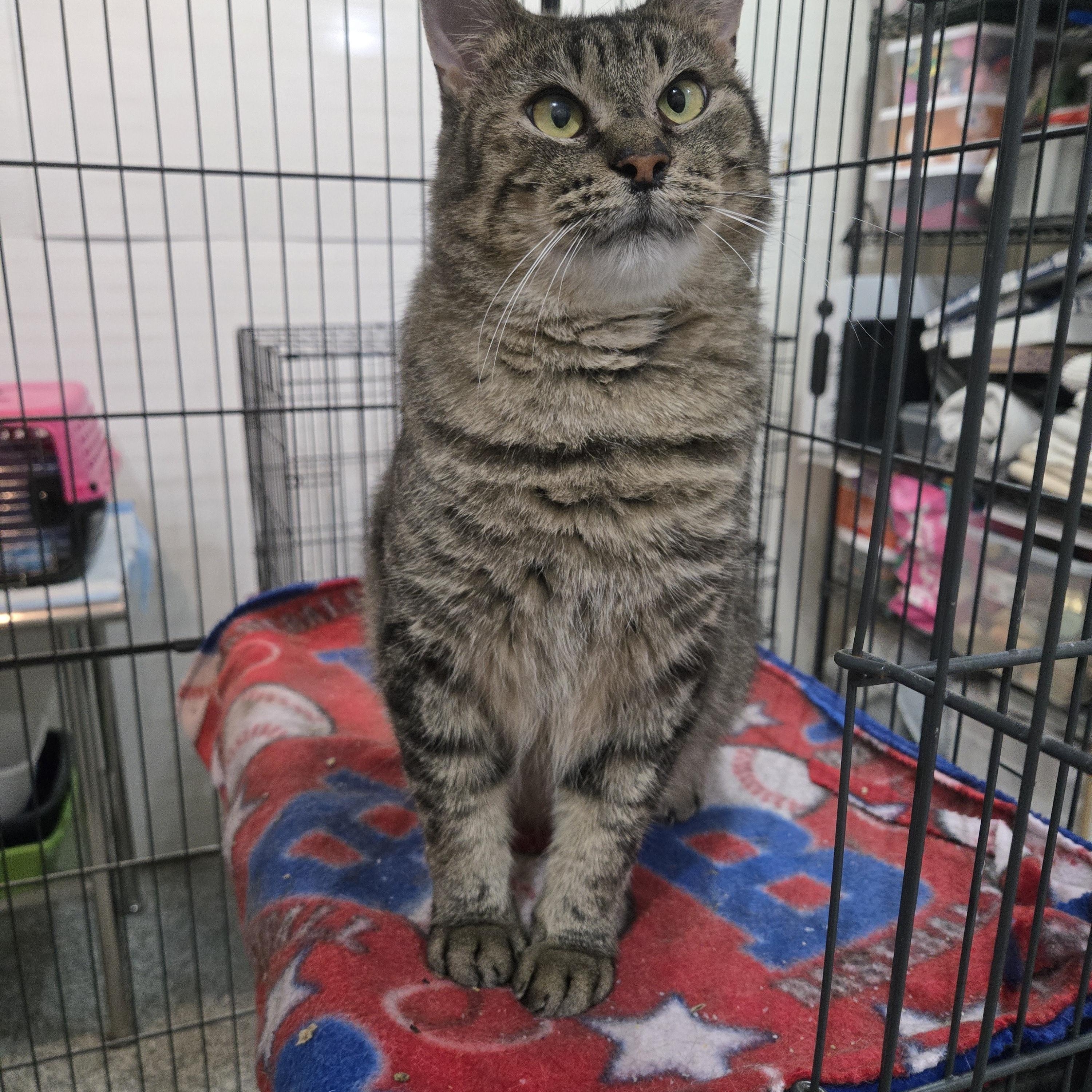 Dudly, Adoptable, Adult Male Domestic Short Hair.