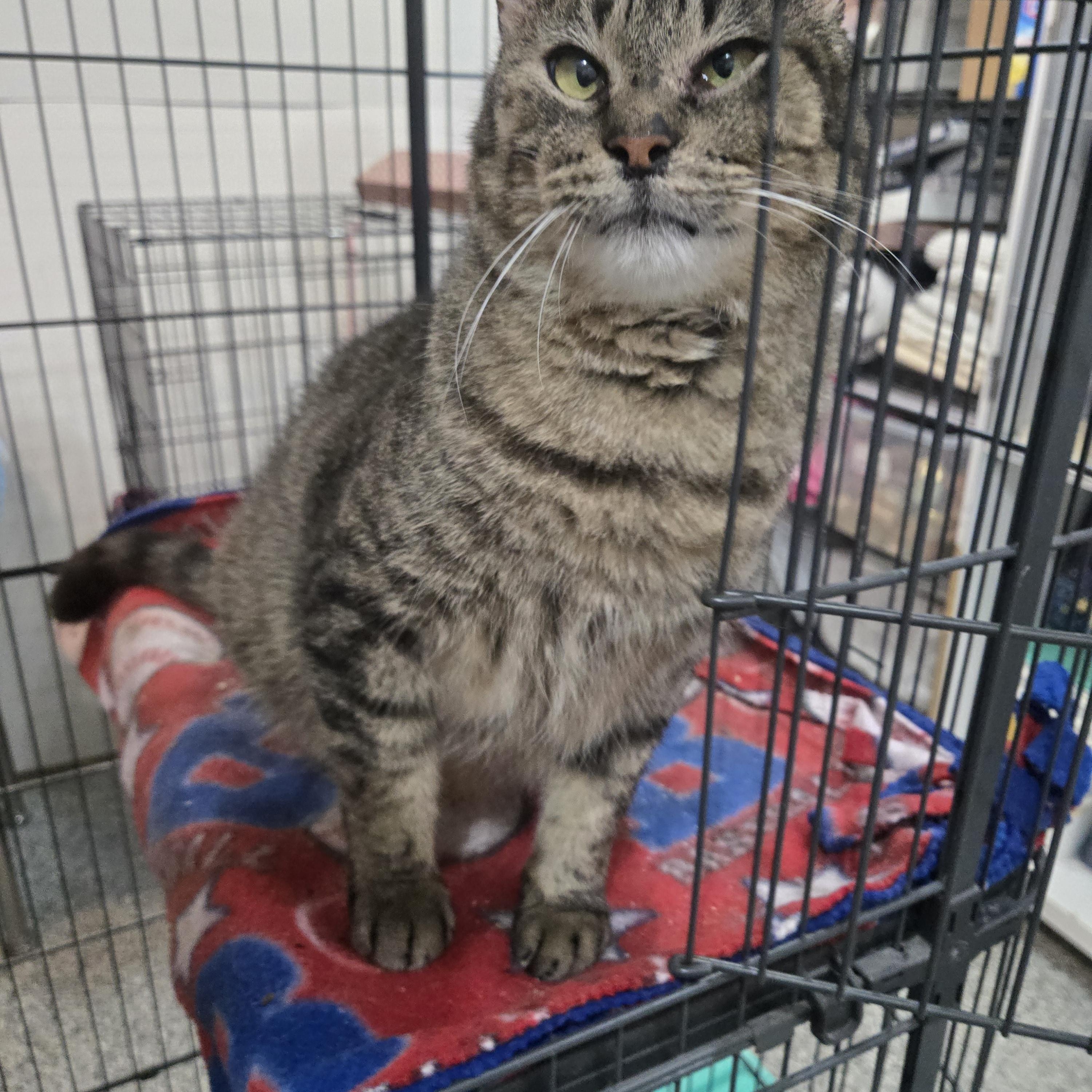 Dudly, a Adoptable Domestic Short Hair in Reeseville, WI image 3/5