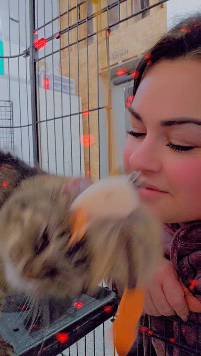 Enlarge Dudly, a Adoptable Domestic Short Hair in Reeseville, WI video 6/6