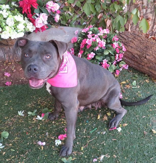 ROXY, Adoptable, Young Female Staffordshire Bull Terrier.