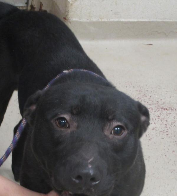 Enlarge Ziggy(830), a Adoptable mixed breed in Marietta, GA image 1/1