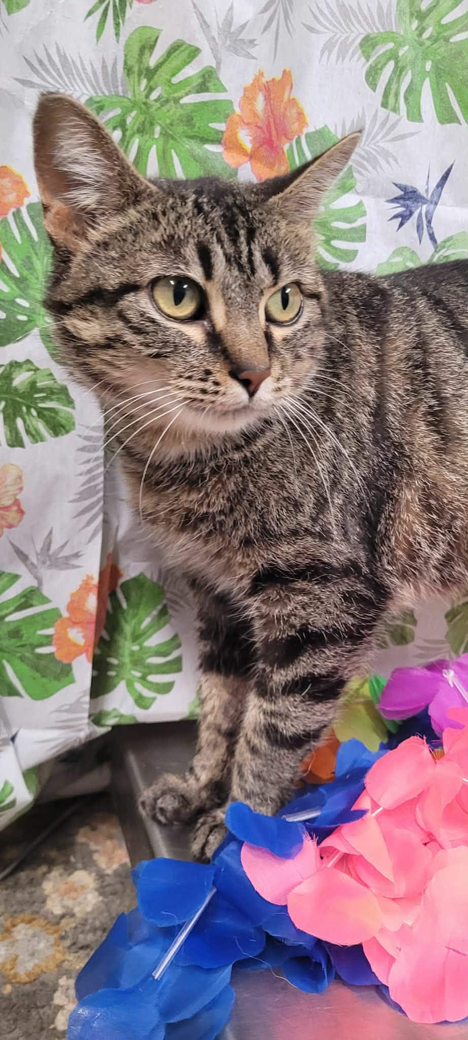 Meadow, ADOPTABLE, Adult Female Domestic Short Hair.