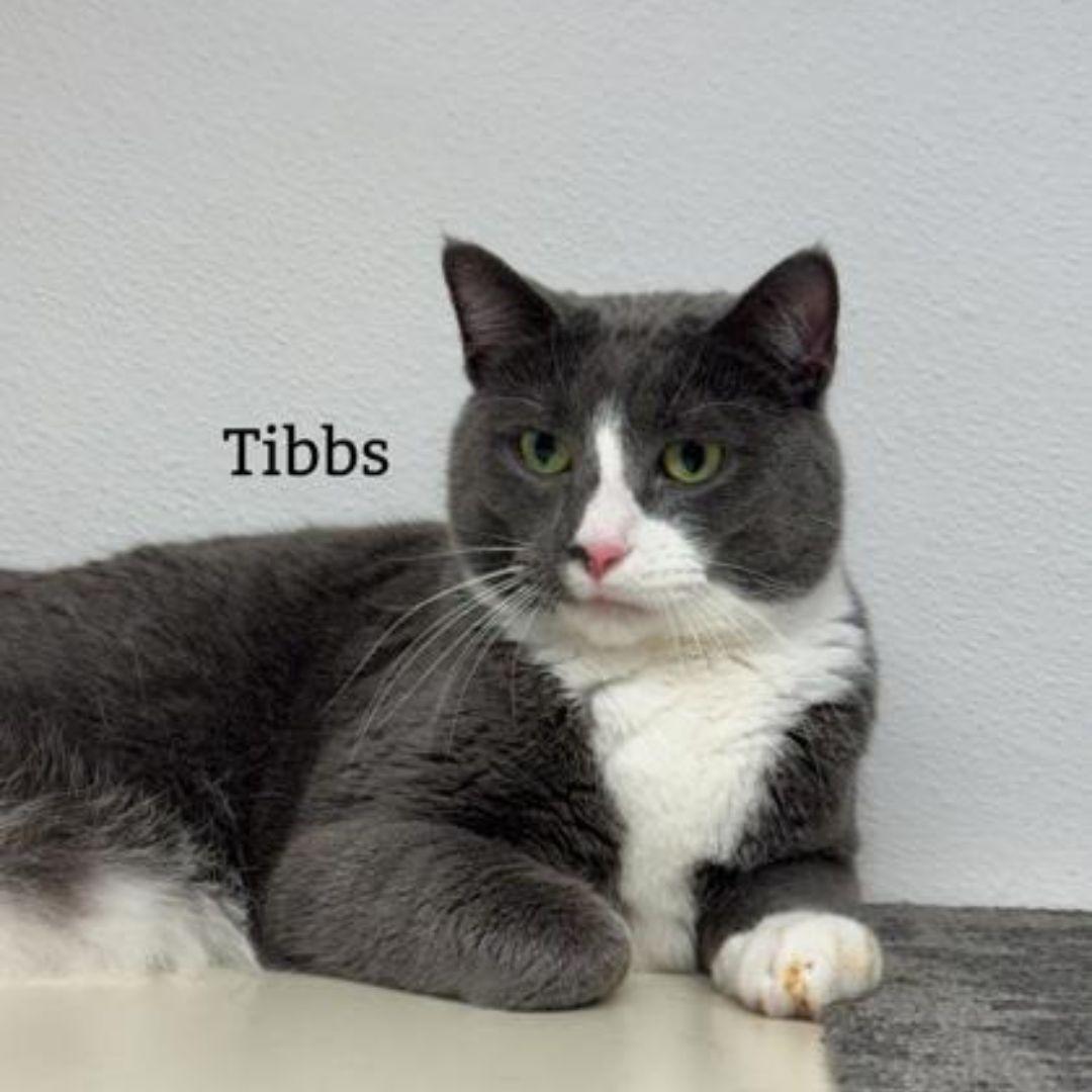 Tibbs (bonded with Tess), adopted, Adult Female Domestic Short Hair.