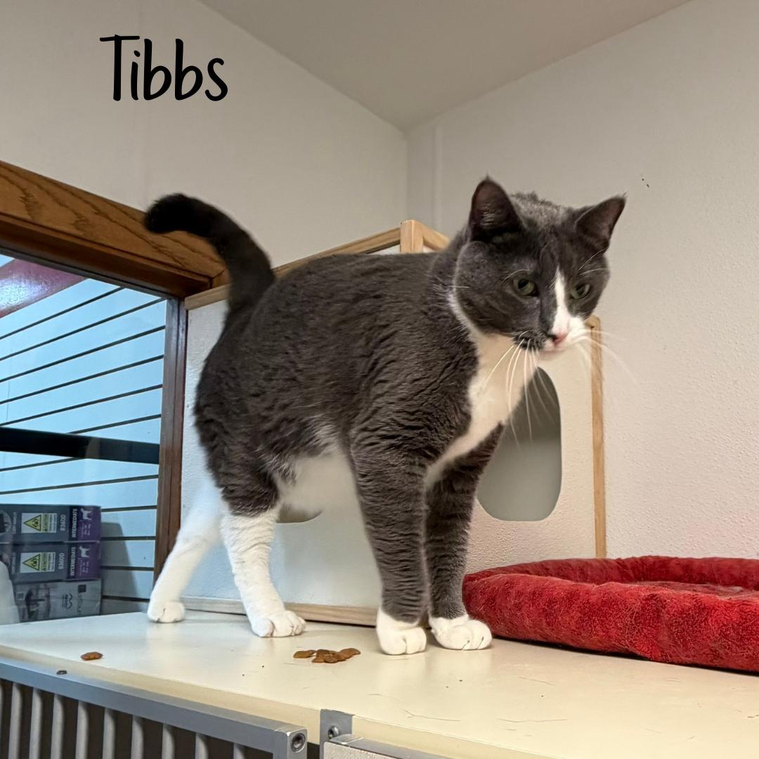 Enlarge Tibbs (bonded with Tess), an adopted Domestic Short Hair in Janesville, WI image 3/3