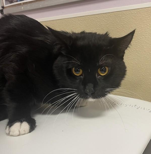 Cowboy, Adoptable, Adult Male Domestic Short Hair.