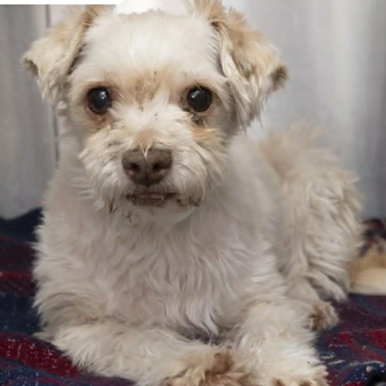 Ruby aka Grace, a ADOPTABLE mixed breed in Marana, AZ image 1/3