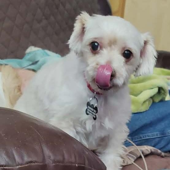 Ruby aka Grace, a ADOPTABLE mixed breed in Marana, AZ image 2/3