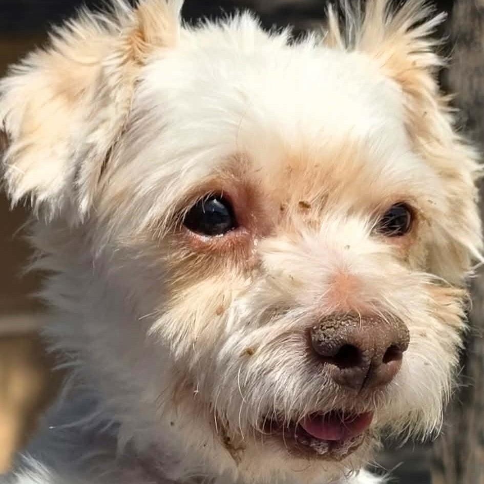 Ruby aka Grace, a ADOPTABLE mixed breed in Marana, AZ image 3/3