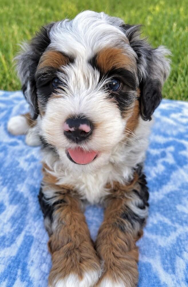 Baby Lenny, Adopted, Puppy Male Bernese Mountain Dog & Poodle.
