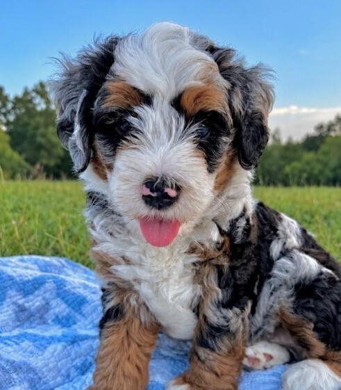 Enlarge Baby Lenny, a Adopted mixed breed in Washington, DC image 2/3