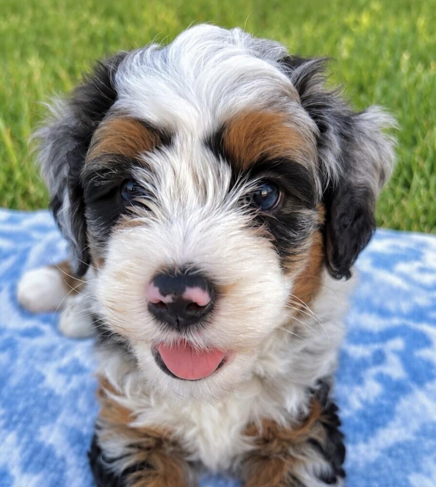 Enlarge Baby Lenny, a Adopted mixed breed in Washington, DC image 3/3