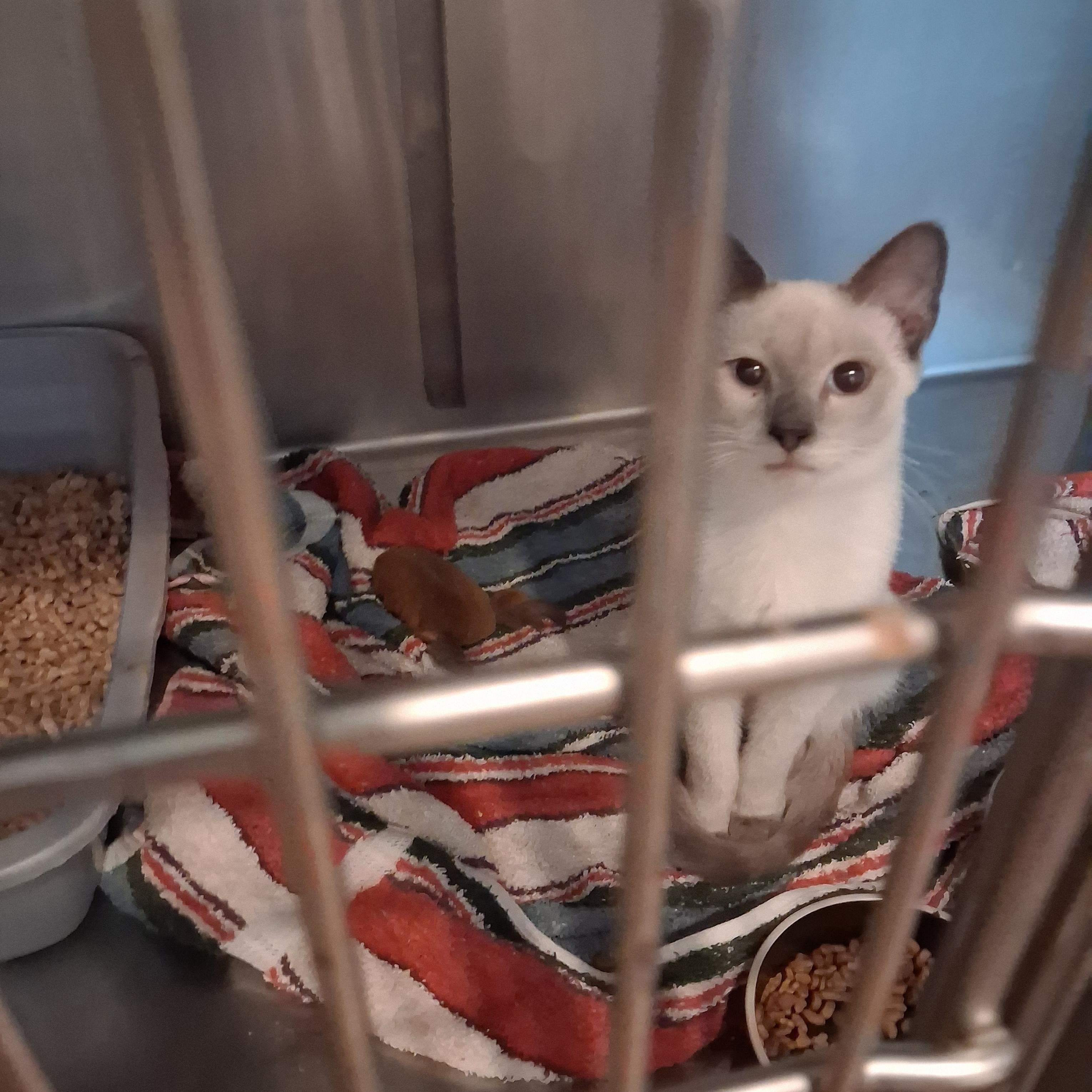 Enlarge Lavendar, a Adopted Siamese in Raeford, NC image 1/2