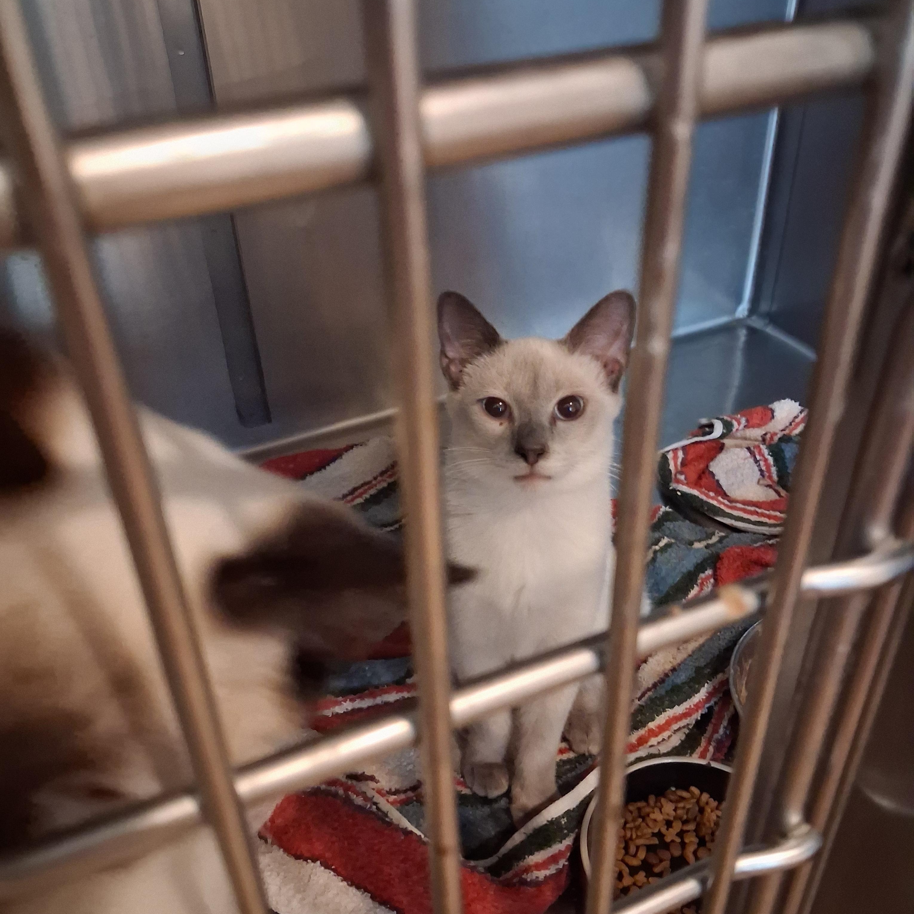 Enlarge Lavendar, a Adopted Siamese in Raeford, NC image 2/2