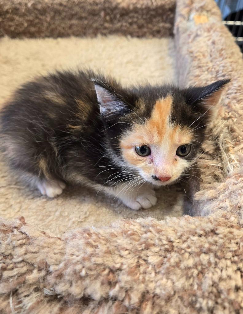 Enlarge Calypso, a Adopted mixed breed in Sidney, OH image 1/1