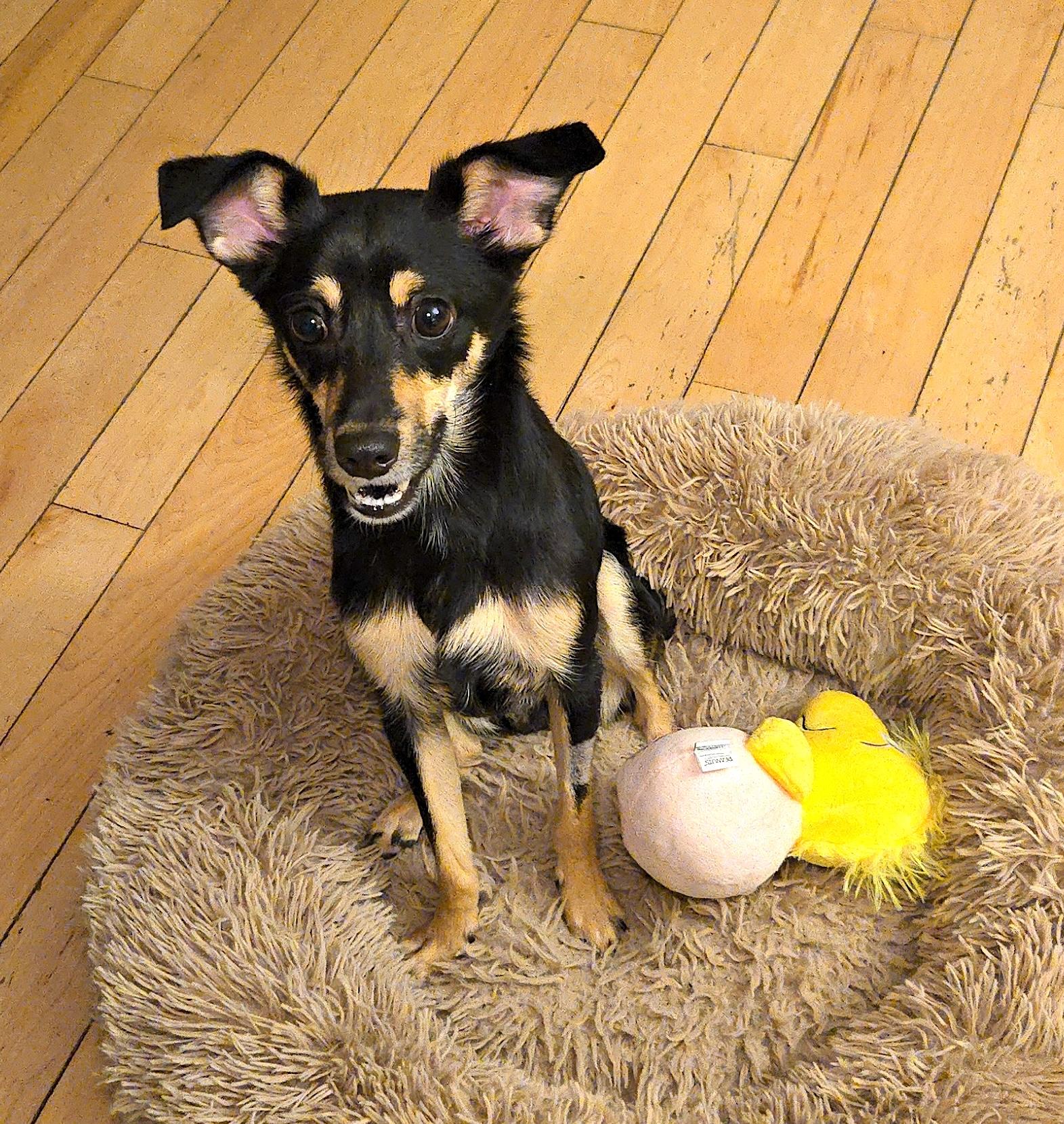 Bentley, ADOPTABLE, Young Male Chihuahua.