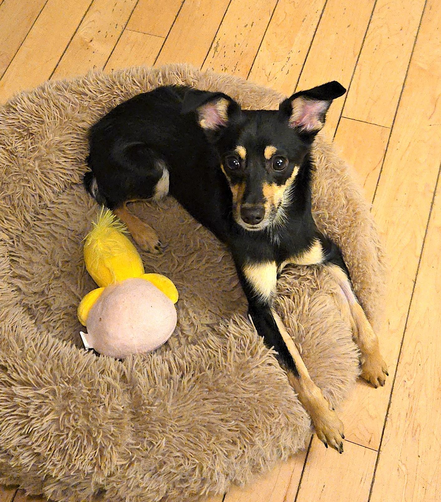 Bentley, a ADOPTABLE mixed breed in Worcester, MA image 2/6