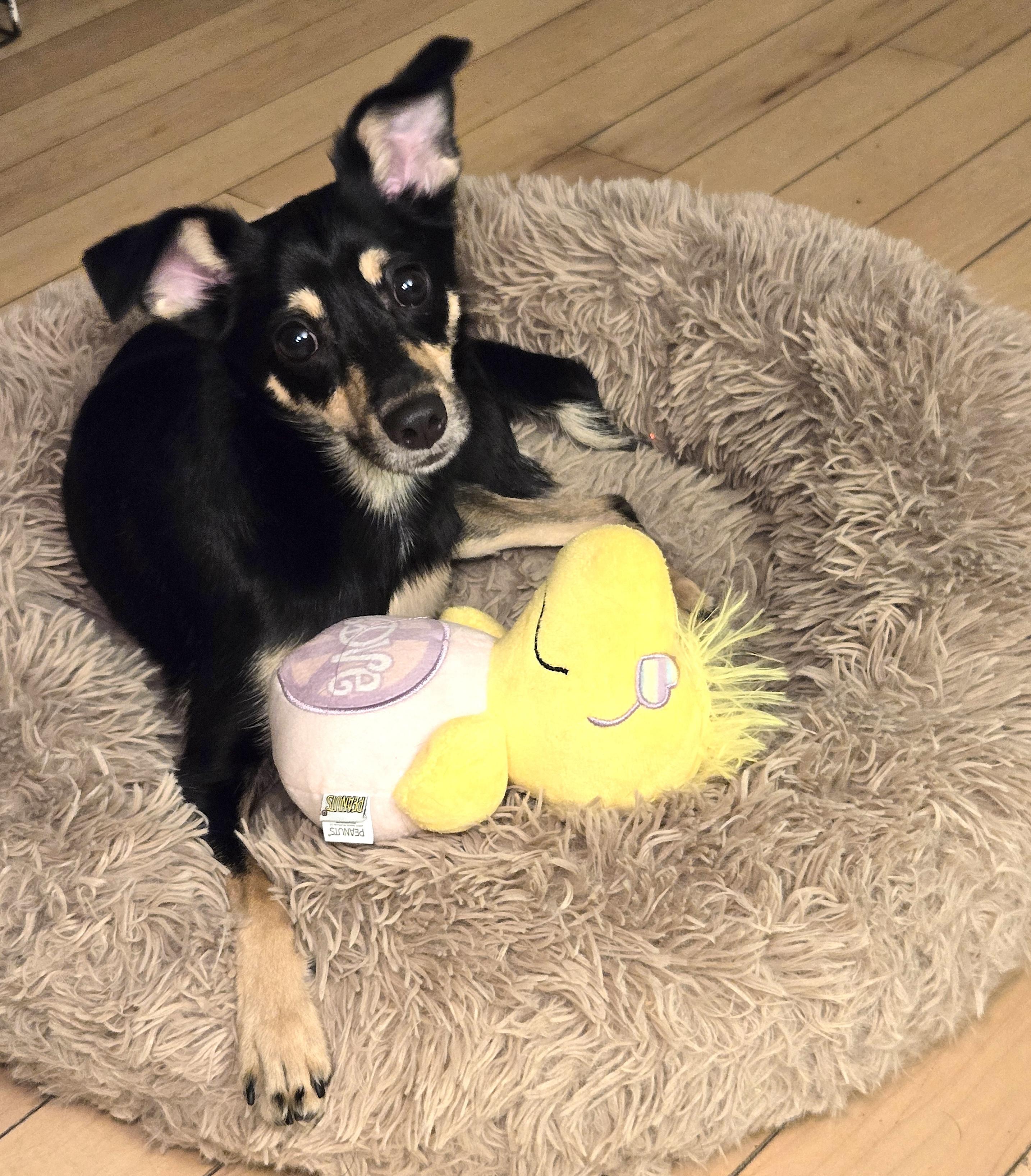 Bentley, a ADOPTABLE mixed breed in Worcester, MA image 5/6