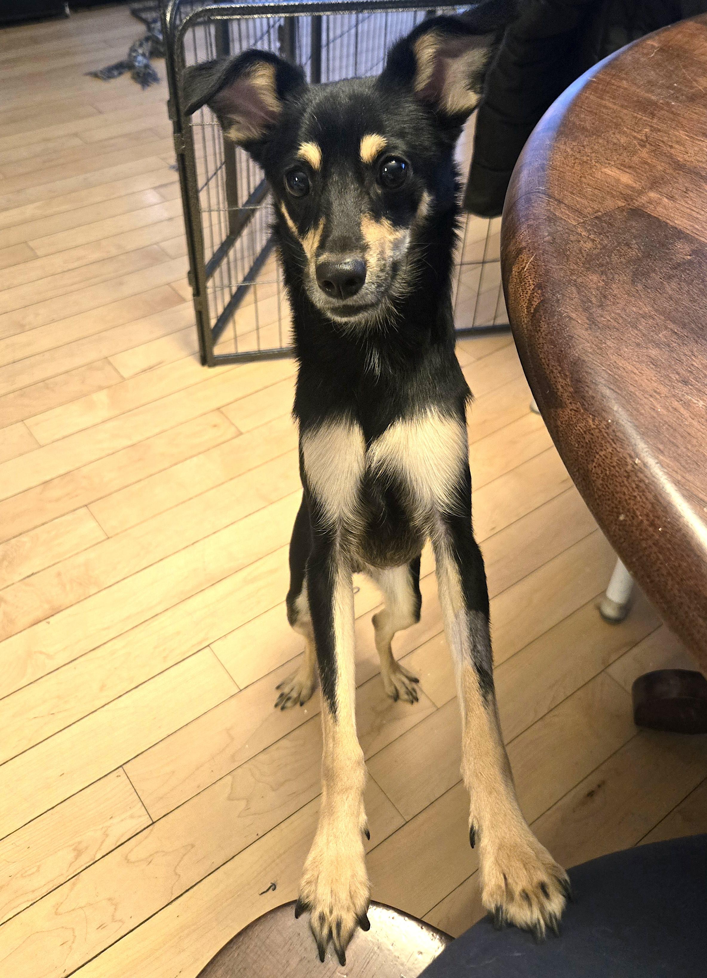 Bentley, a ADOPTABLE mixed breed in Worcester, MA image 3/6