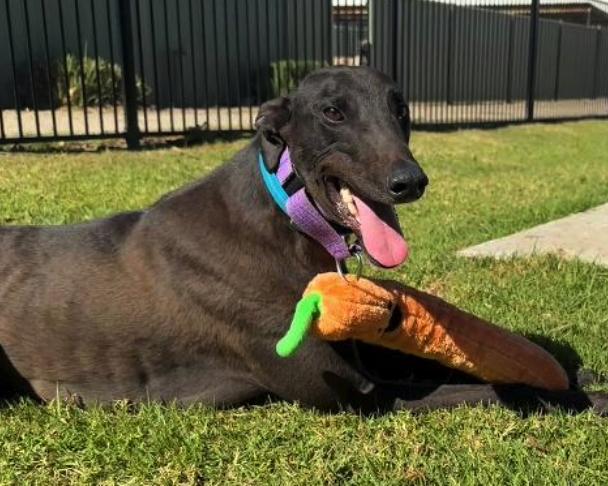 Big Shot (Pepsi), a Adopted Greyhound in Tarpon Springs, FL image 1/3