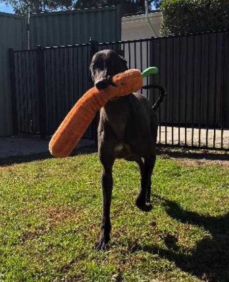 Big Shot (Pepsi), a Adopted Greyhound in Tarpon Springs, FL image 2/3