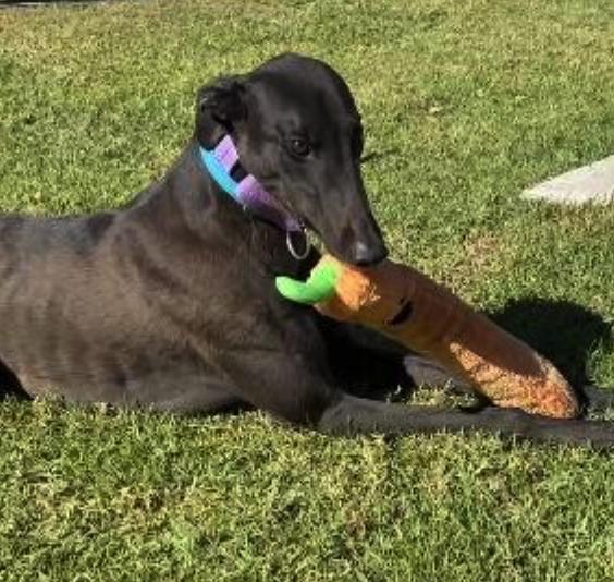 Big Shot (Pepsi), a Adopted Greyhound in Tarpon Springs, FL image 3/3