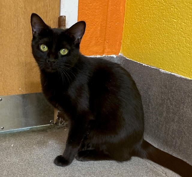 Ember- Coming Soon, a ADOPTABLE Domestic Short Hair in Arlington, VA image 2/2