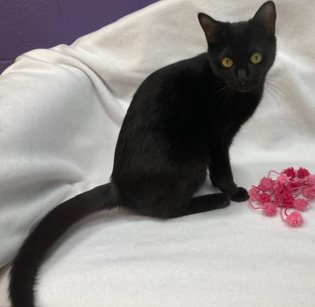 Ember- Coming Soon, a ADOPTABLE Domestic Short Hair in Arlington, VA image 1/2