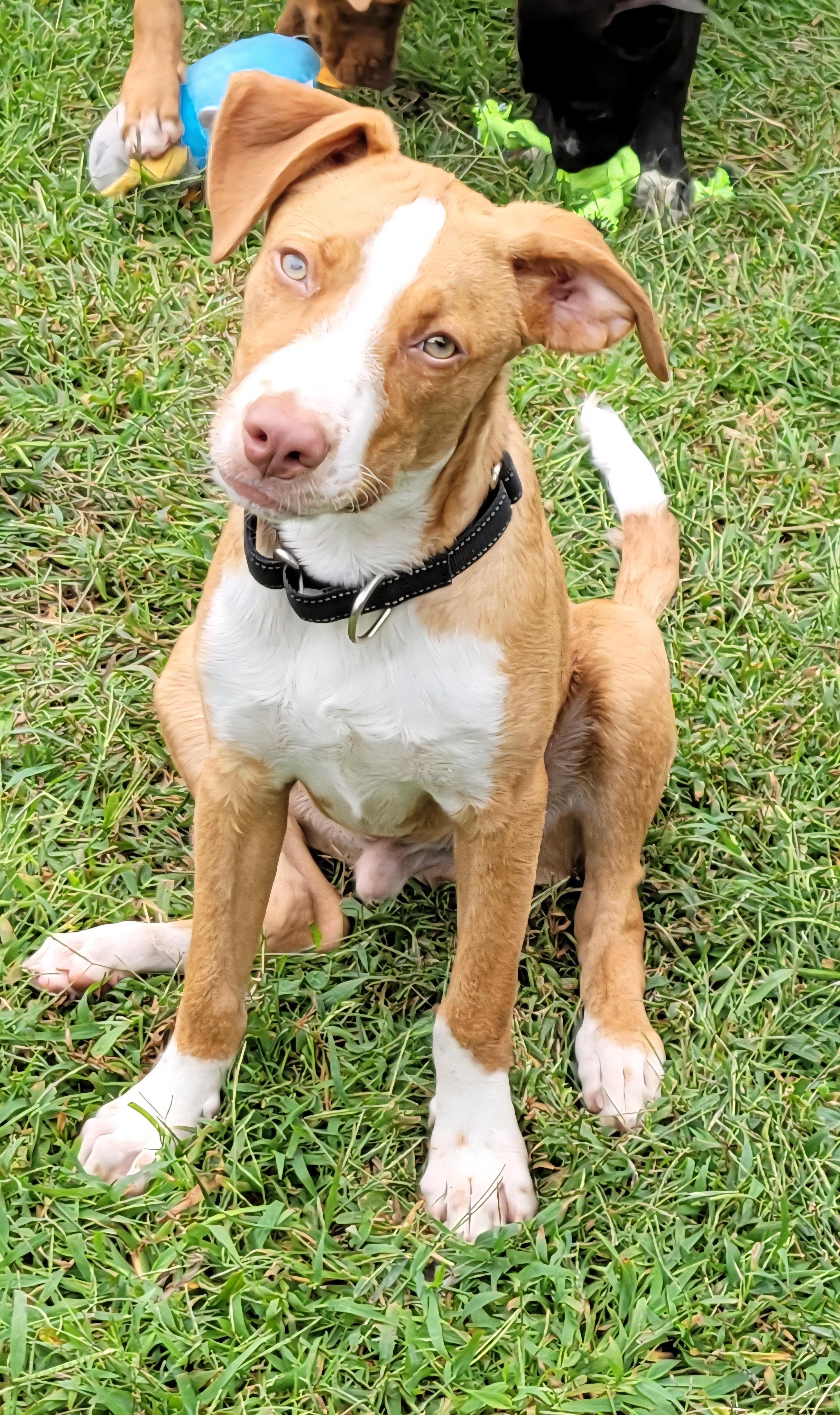 Enlarge Cadderick, a Adoptable mixed breed in Elwood, NJ image 5/6