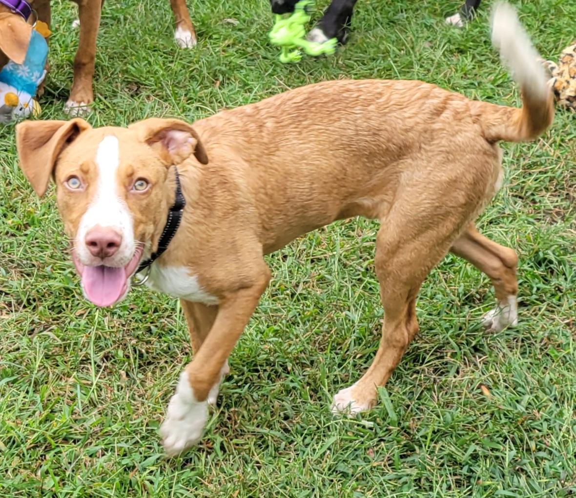 Enlarge Cadderick, a Adoptable mixed breed in Elwood, NJ image 6/6