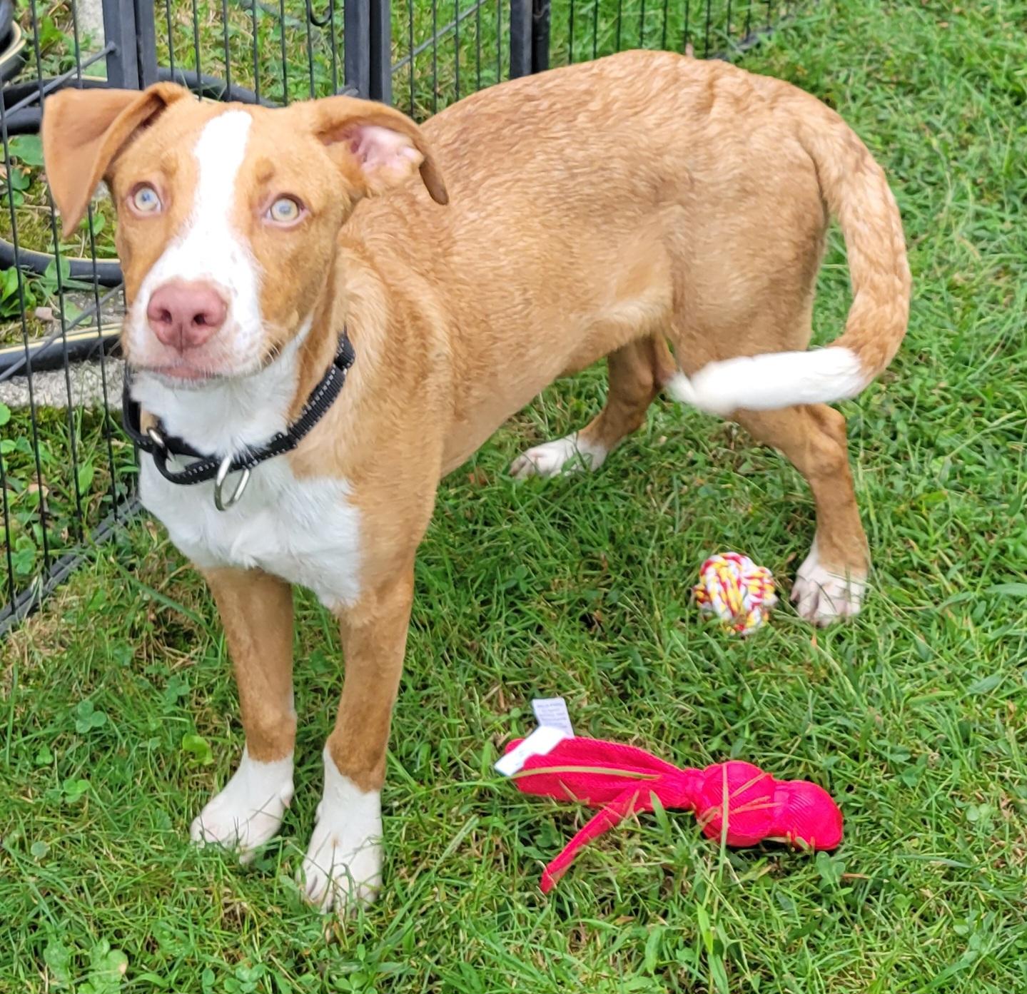 Enlarge Cadderick, a Adoptable mixed breed in Elwood, NJ image 3/6