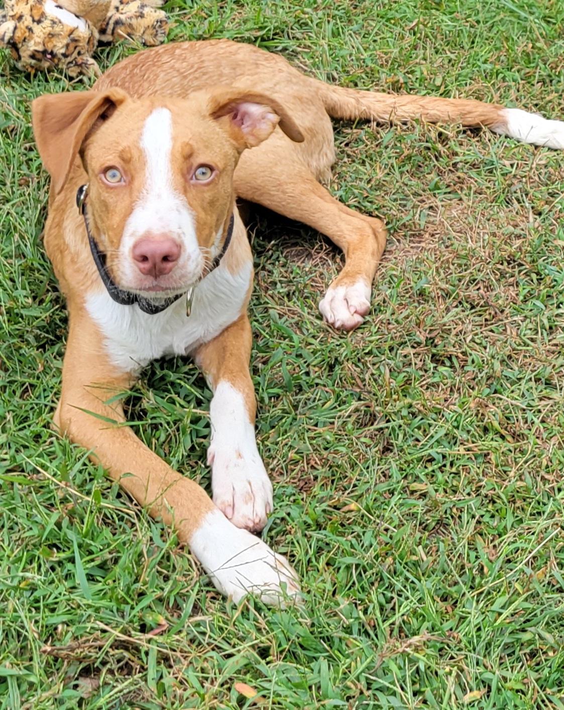 Enlarge Cadderick, a Adoptable mixed breed in Elwood, NJ image 4/6