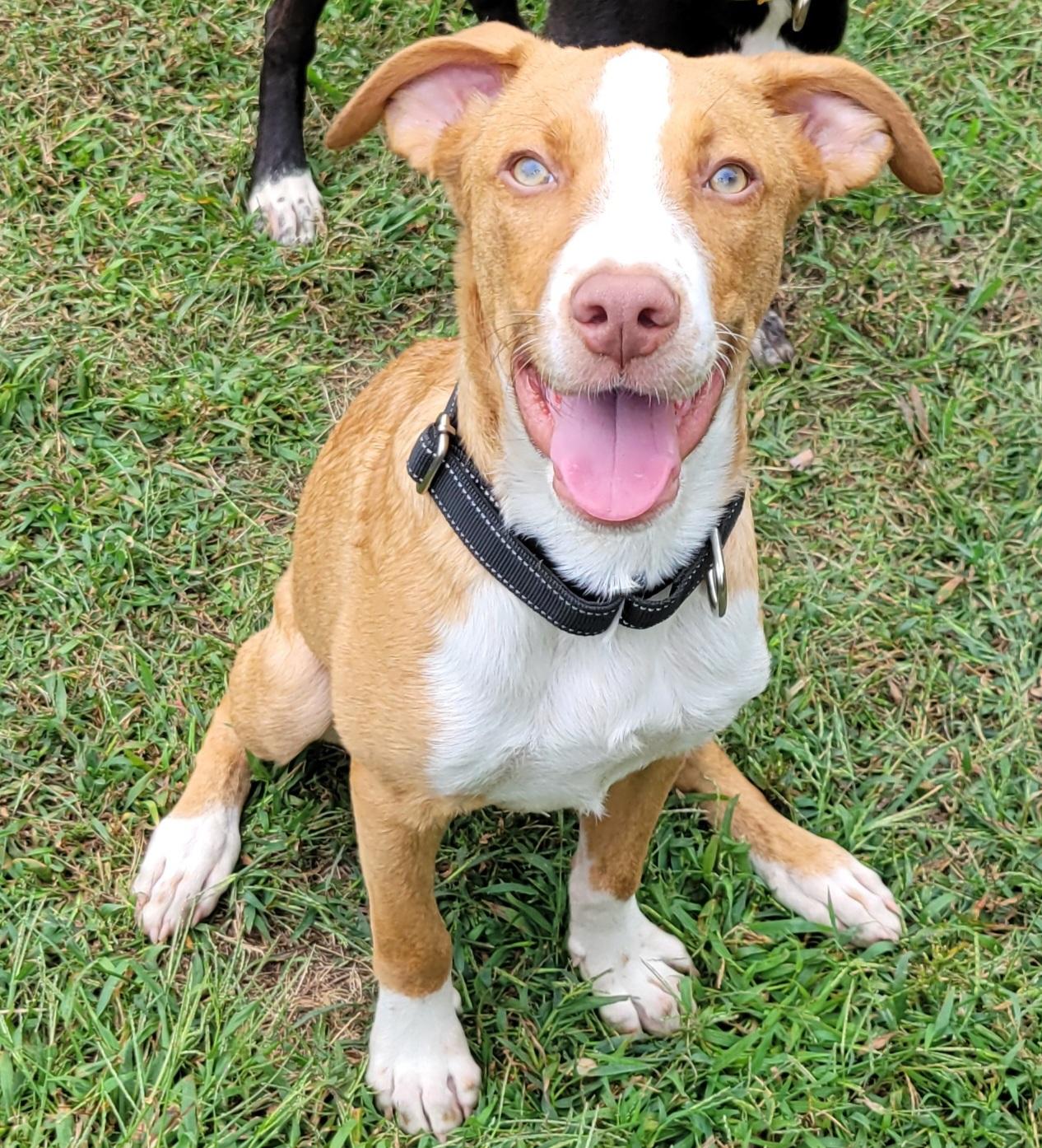 Enlarge Cadderick, a Adoptable mixed breed in Elwood, NJ image 2/6