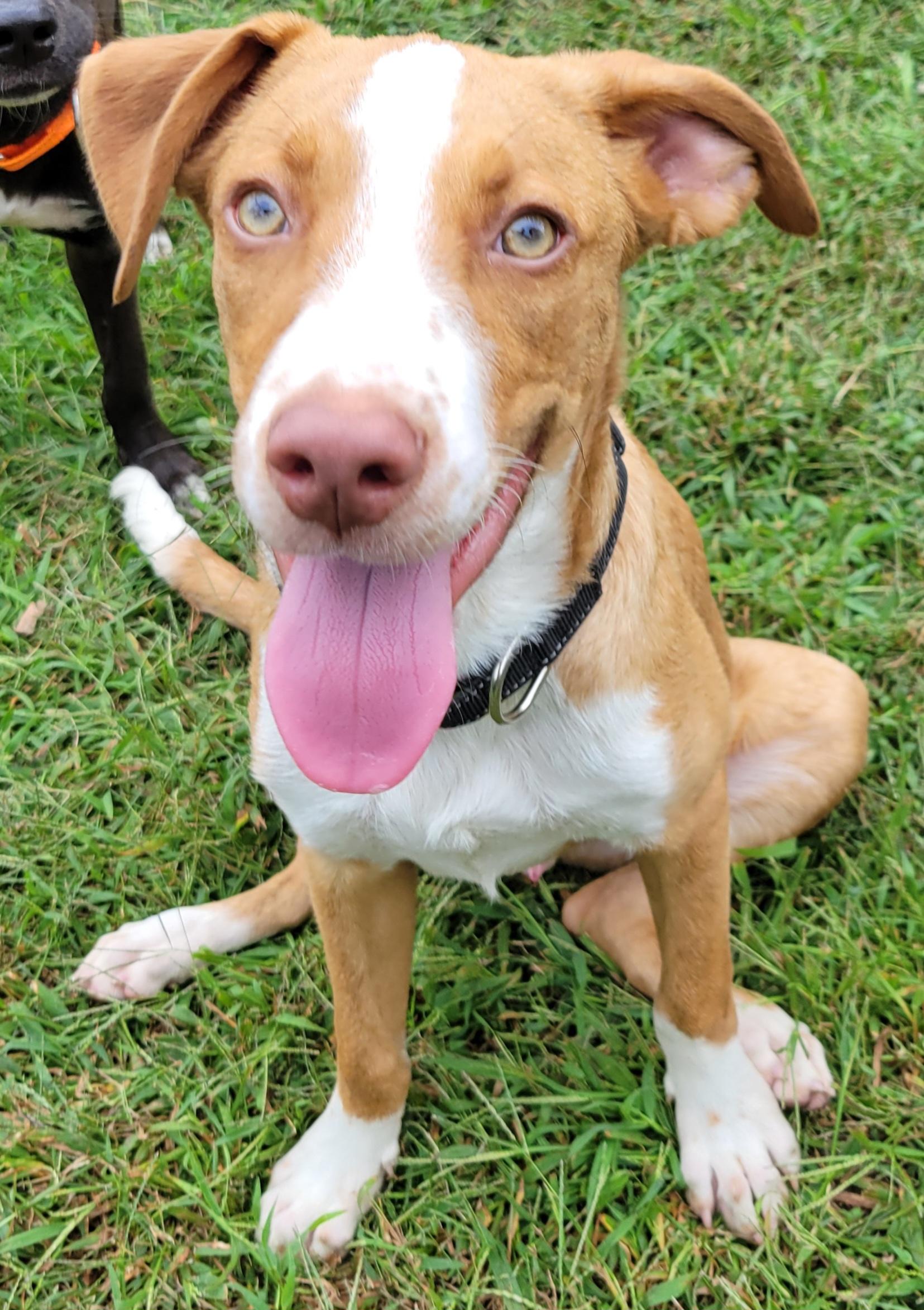Enlarge Cadderick, a Adoptable mixed breed in Elwood, NJ image 1/6