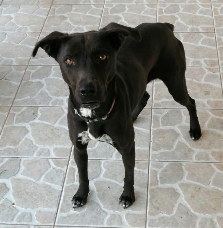 Rosa, Adult Female Pit Bull Terrier