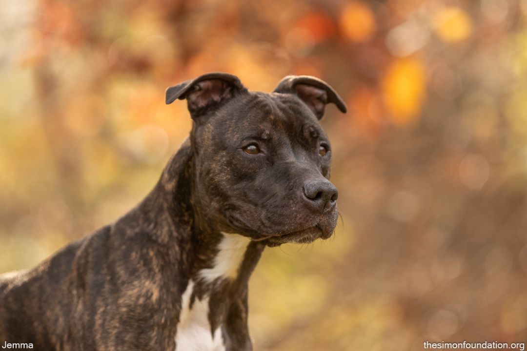 Enlarge Gemma, a Adoptable mixed breed in Bloomfield, CT image 1/3