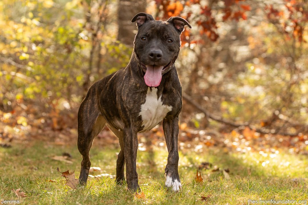 Enlarge Gemma, a Adoptable mixed breed in Bloomfield, CT image 2/3
