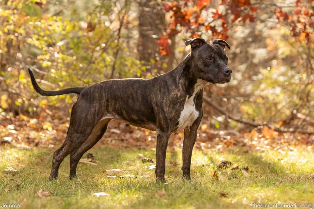 Enlarge Gemma, a Adoptable mixed breed in Bloomfield, CT image 3/3