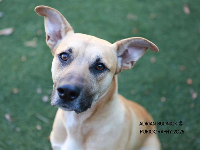 PHARRO, Adoptable, Young Male Mixed Breed.
