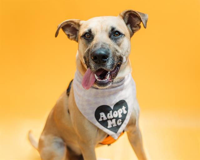 PHARRO, an adoptable mixed breed in Nashville, TN image 1/3