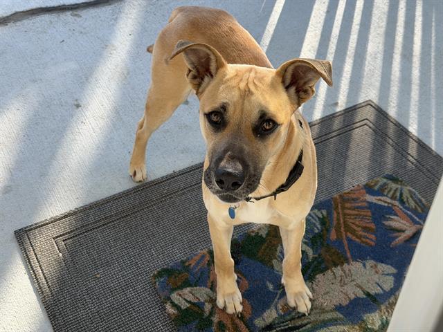 Enlarge PHARRO, a Adoptable Mixed Breed in Nashville, TN image 1/1