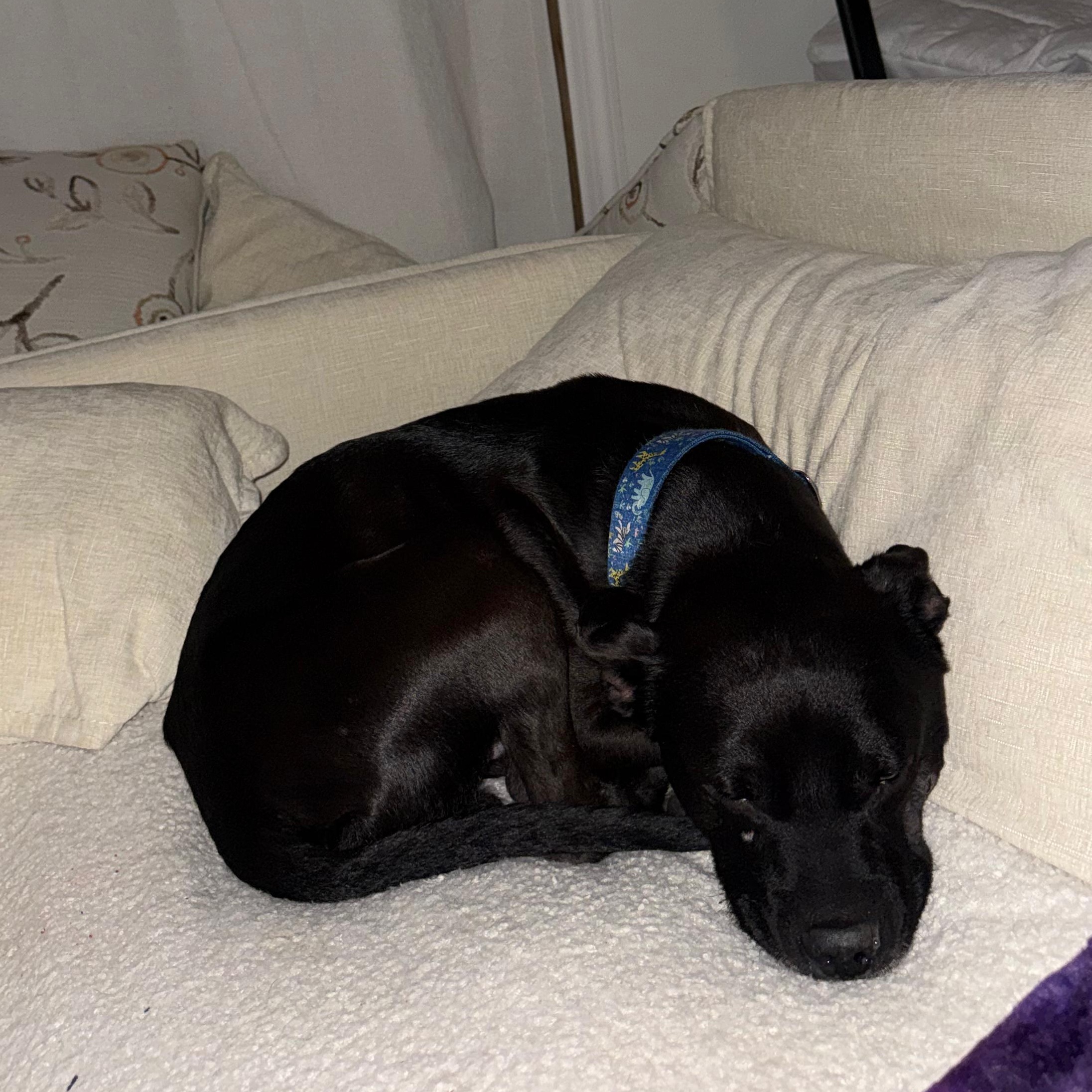 Enlarge Henry, a Adoptable mixed breed in Yonkers, NY image 5/5