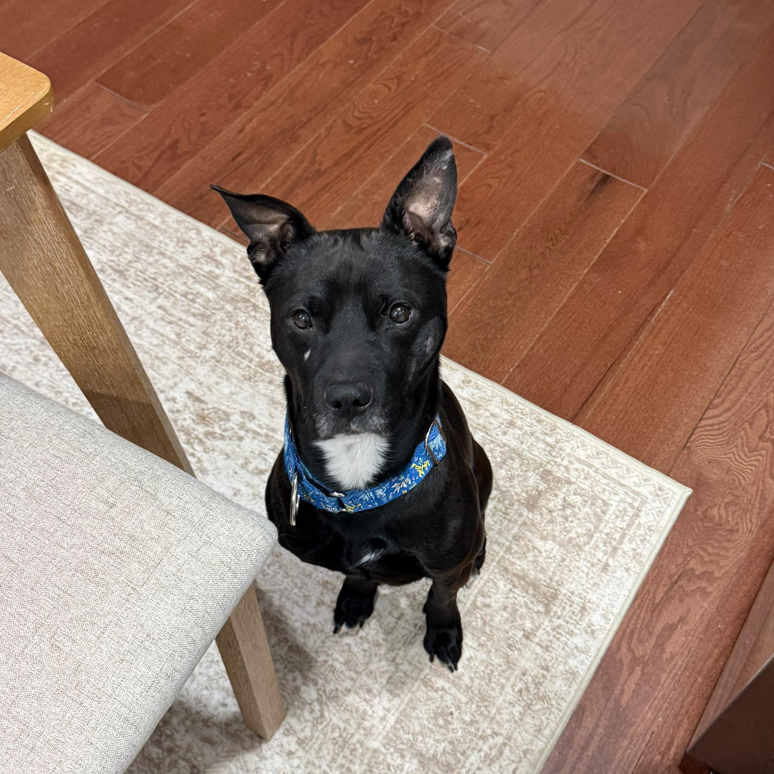 Enlarge Henry, a Adoptable mixed breed in Yonkers, NY image 4/5