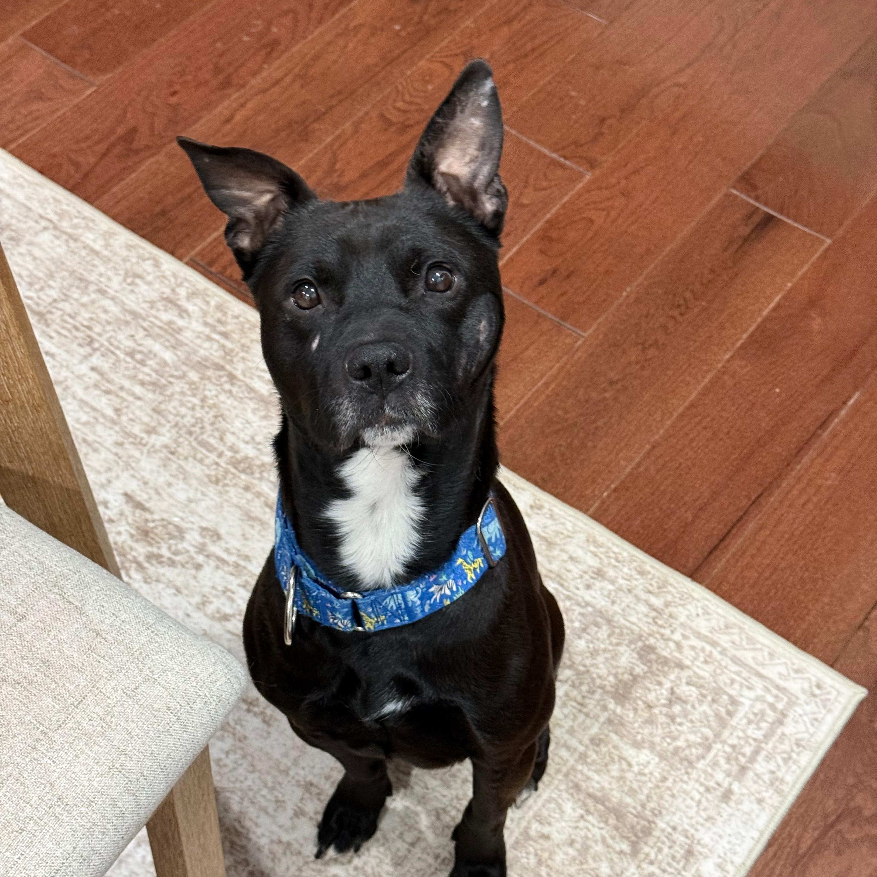 Enlarge Henry, a Adoptable mixed breed in Yonkers, NY image 3/5