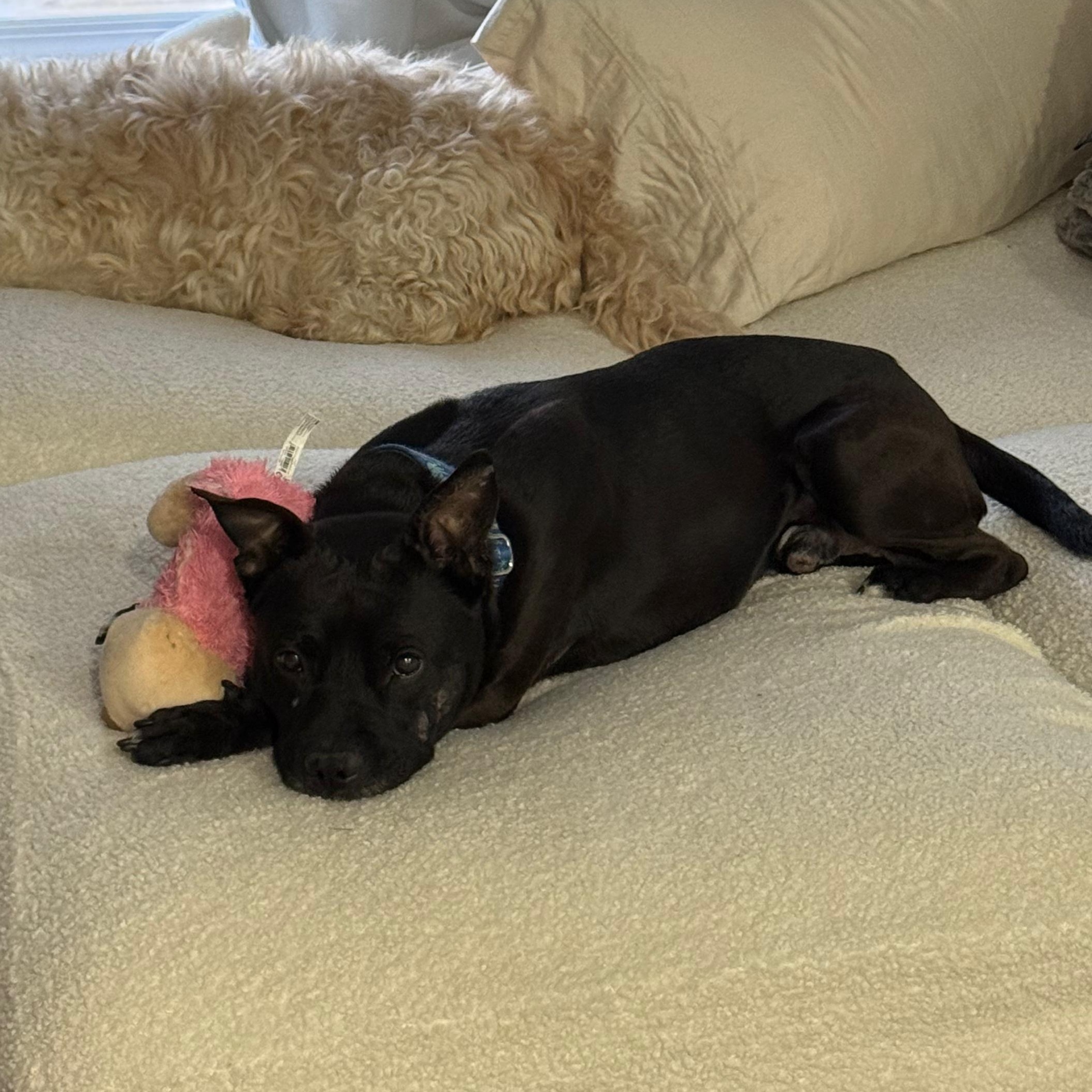 Enlarge Henry, a Adoptable mixed breed in Yonkers, NY image 2/5