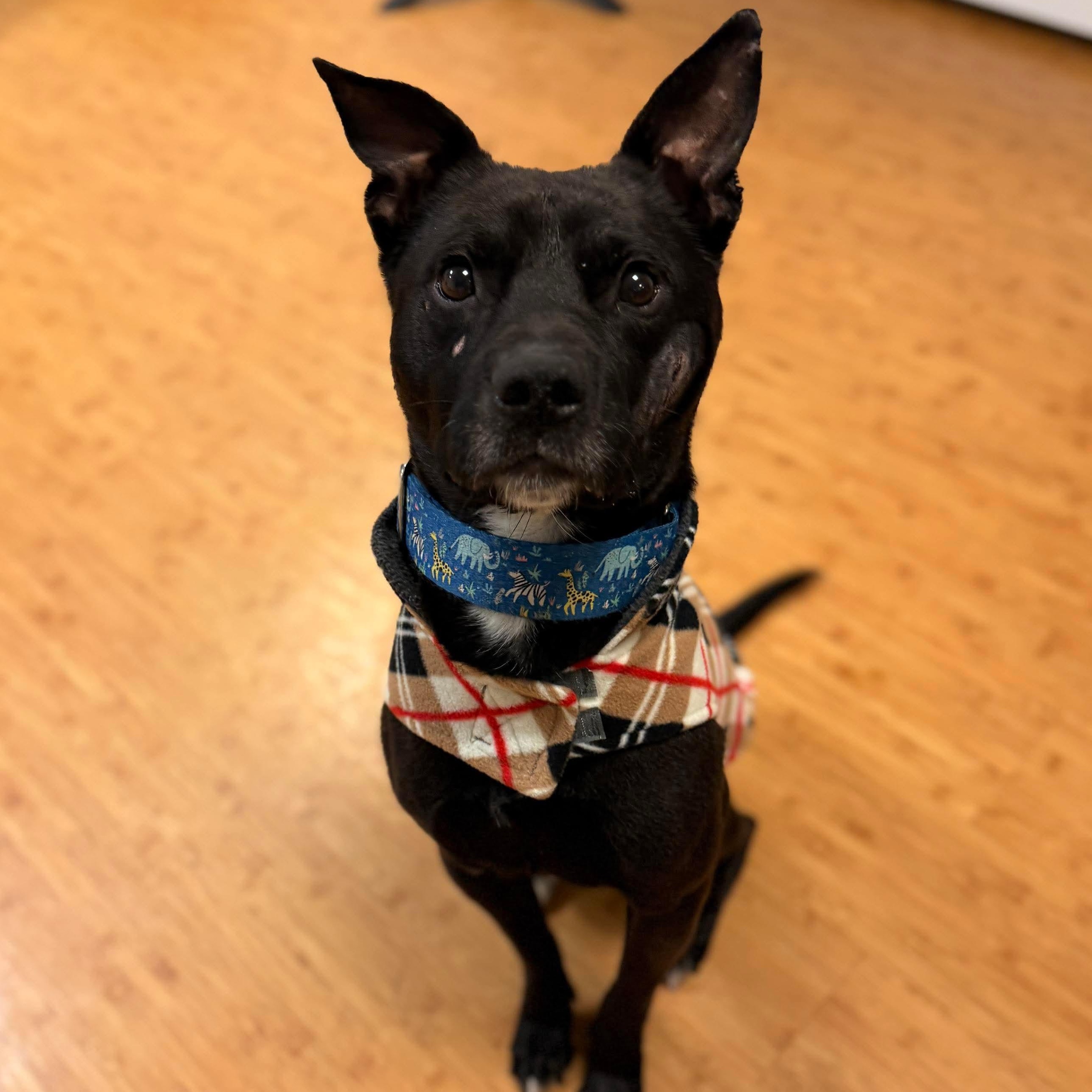 Henry, Adoptable, Young Male Labrador Retriever.