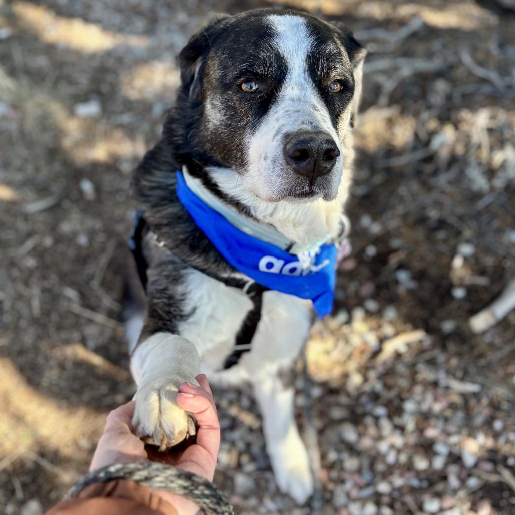 Enlarge Berny, a Adoptable mixed breed in Glenwood Springs, CO image 1/6