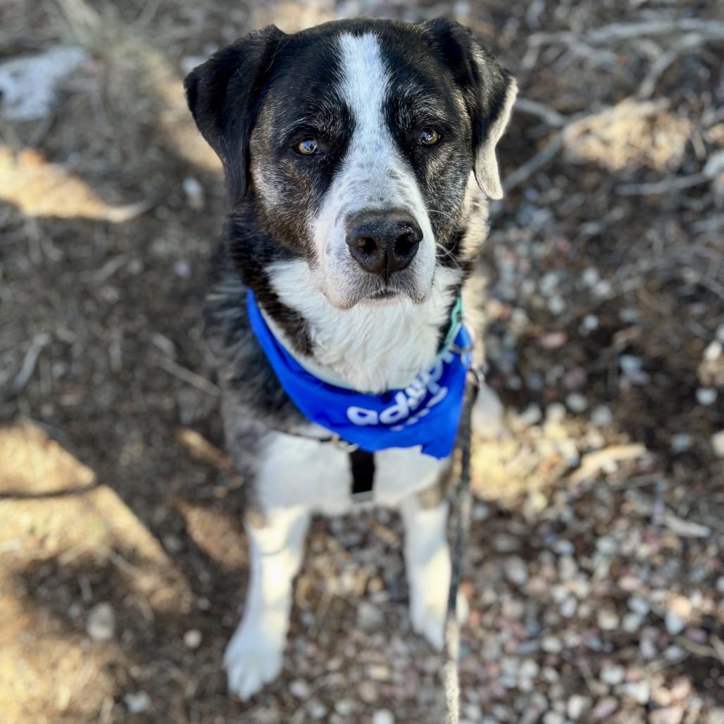 Enlarge Berny, a Adoptable mixed breed in Glenwood Springs, CO image 2/6