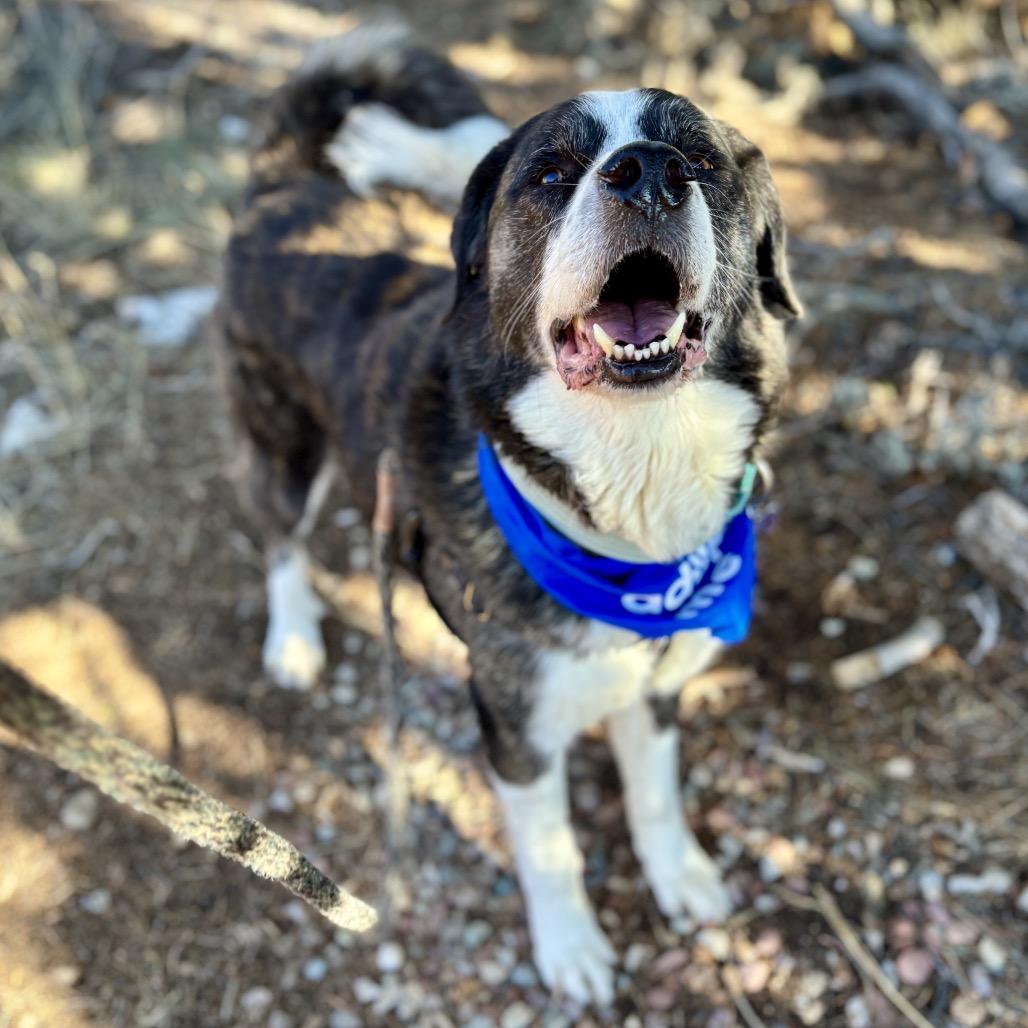 Enlarge Berny, a Adoptable mixed breed in Glenwood Springs, CO image 3/6