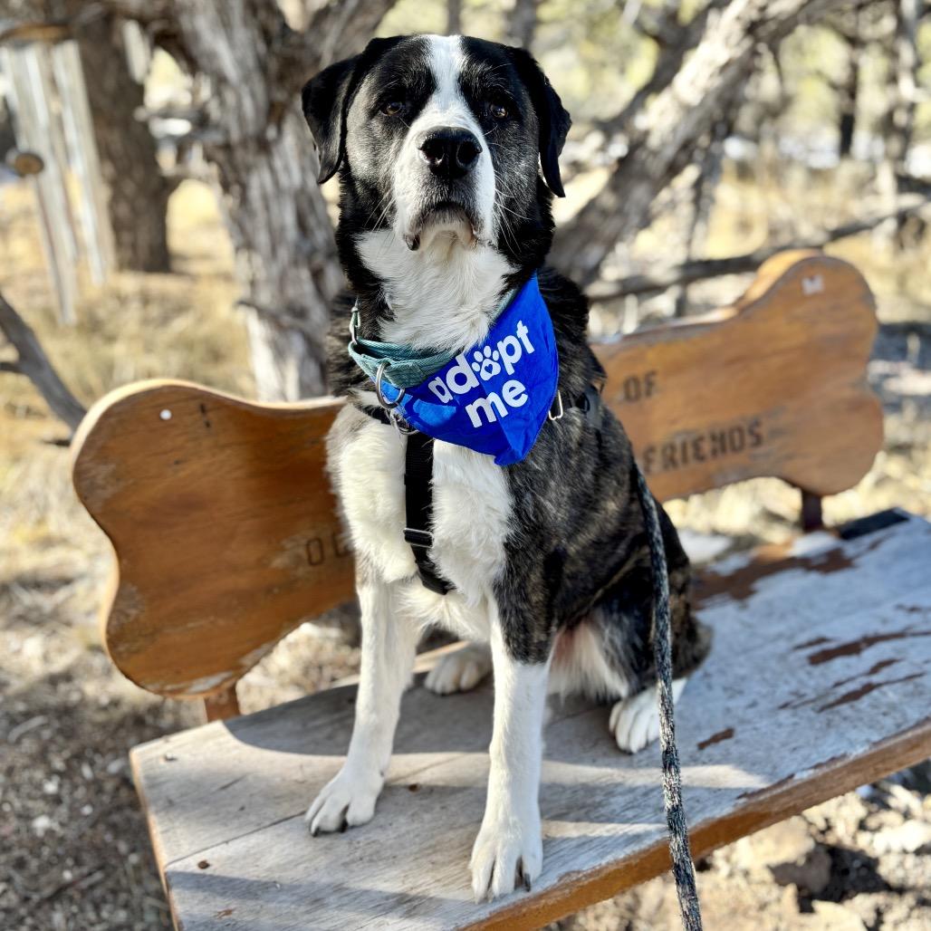 Enlarge Berny, a Adoptable mixed breed in Glenwood Springs, CO image 4/6