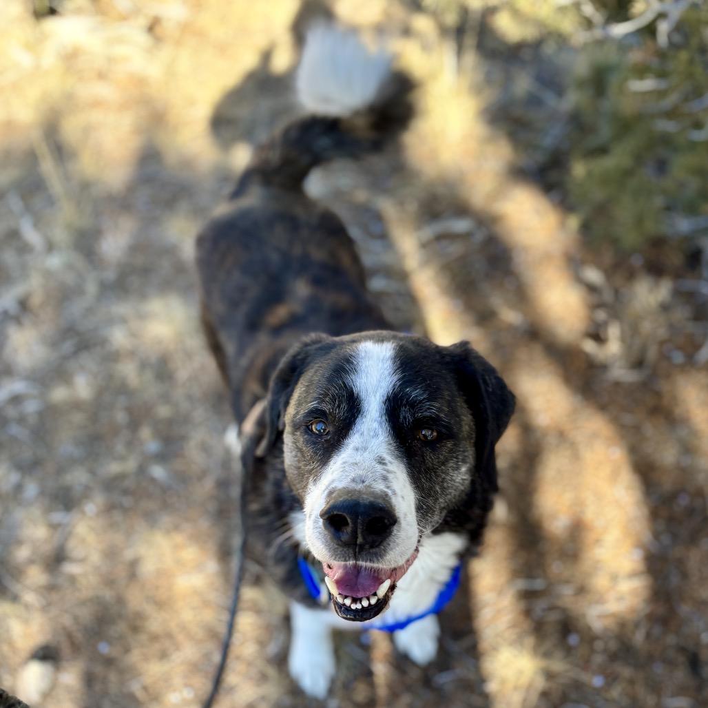 Enlarge Berny, a Adoptable mixed breed in Glenwood Springs, CO image 5/6